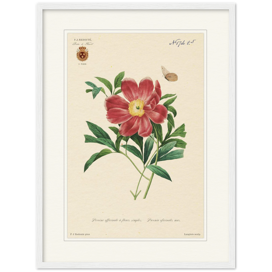 Peony by Redouté, 1827 (édition classique)