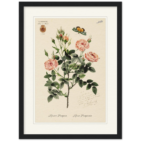 Rose Pompon by Redouté, 1824 (édition classique)