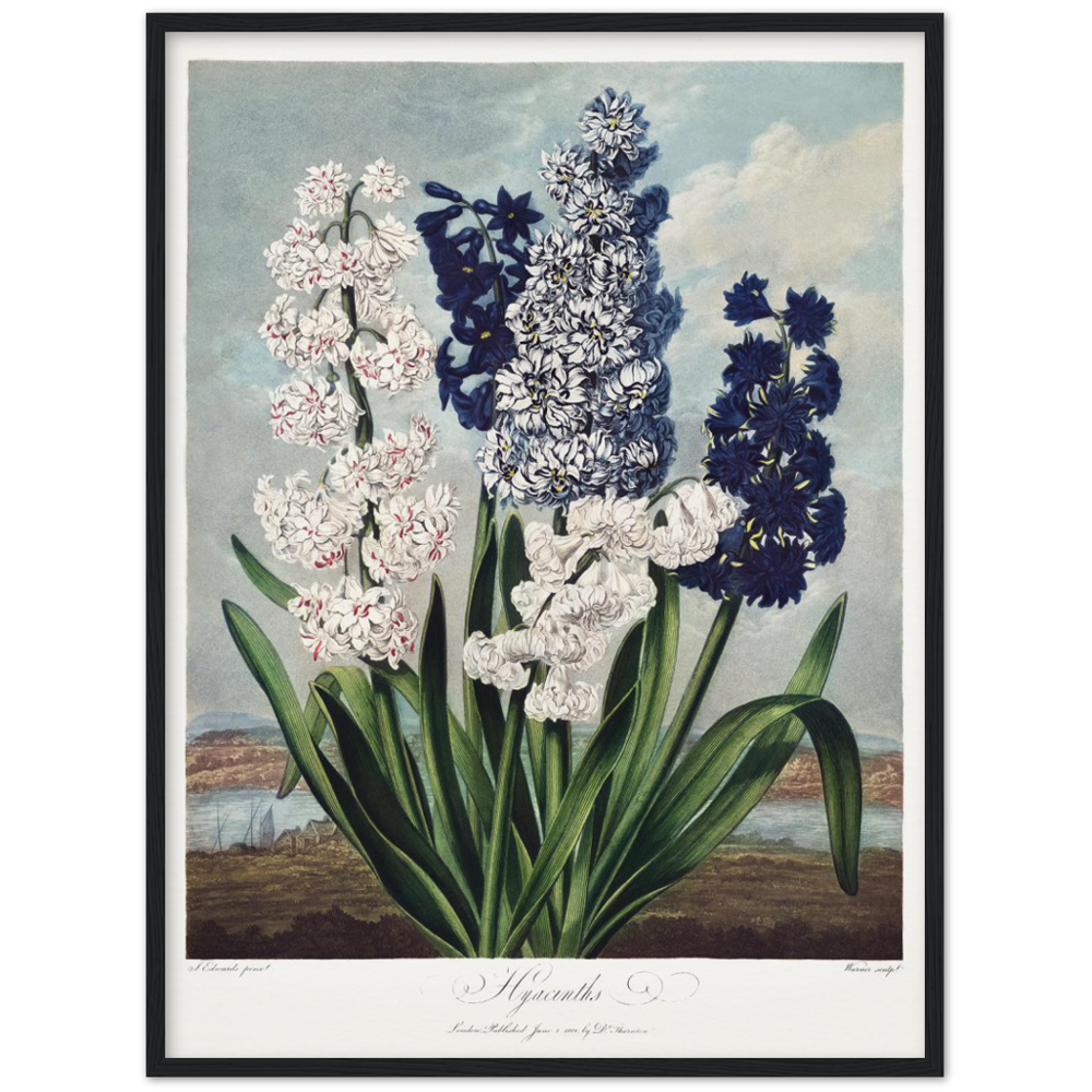 Pierre-Joseph Redouté, floral, flowers, art, wall art, flower prints, botanical, illustration, plants, roses