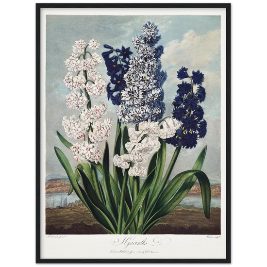 Pierre-Joseph Redouté, floral, flowers, art, wall art, flower prints, botanical, illustration, plants, roses