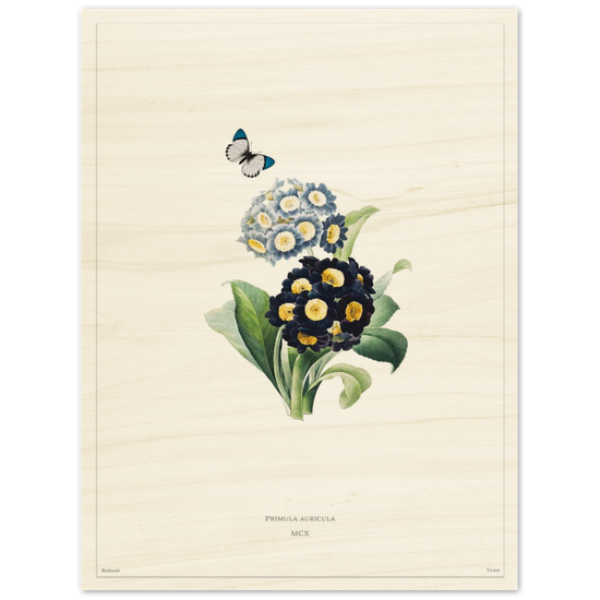 Pierre-Joseph Redouté, floral, flowers, art, wall art, flower prints, botanical, illustration, plants, roses