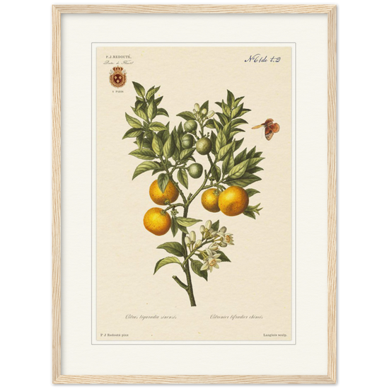 Bitter oranges by Redouté, 1834 (édition classique)