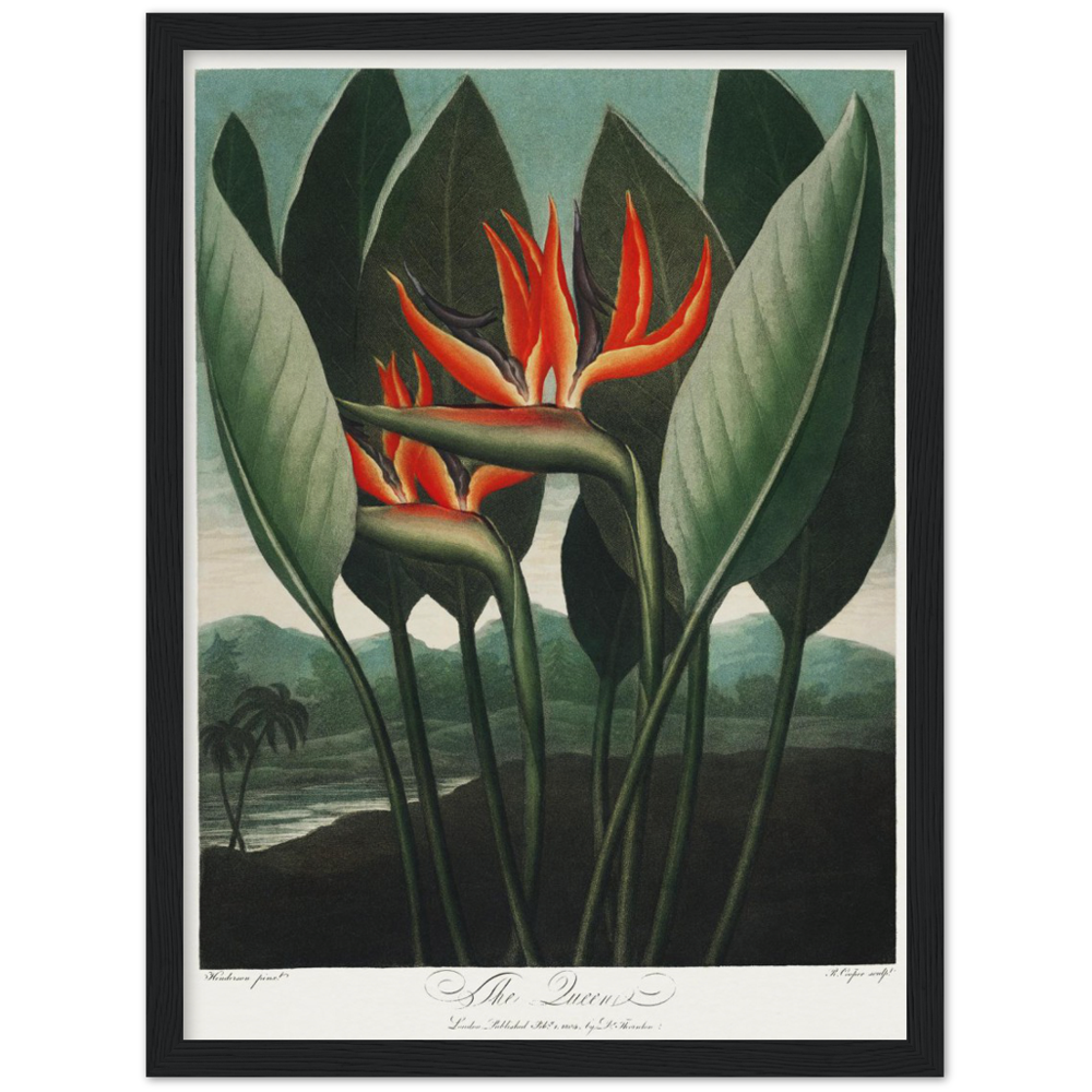 The Queen plant by R.J. Thornton, 1807