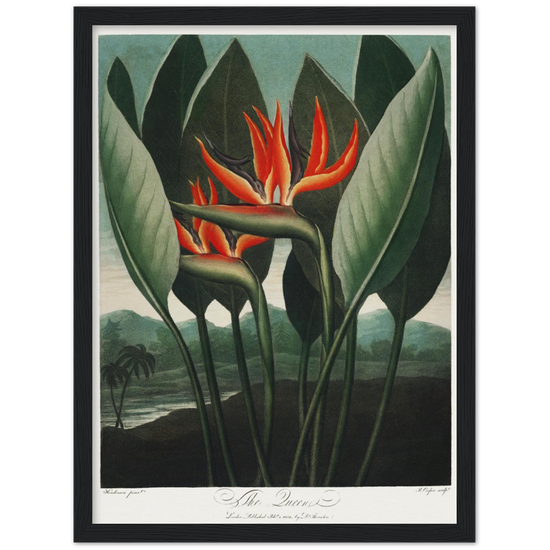 The Queen plant by R.J. Thornton, 1807