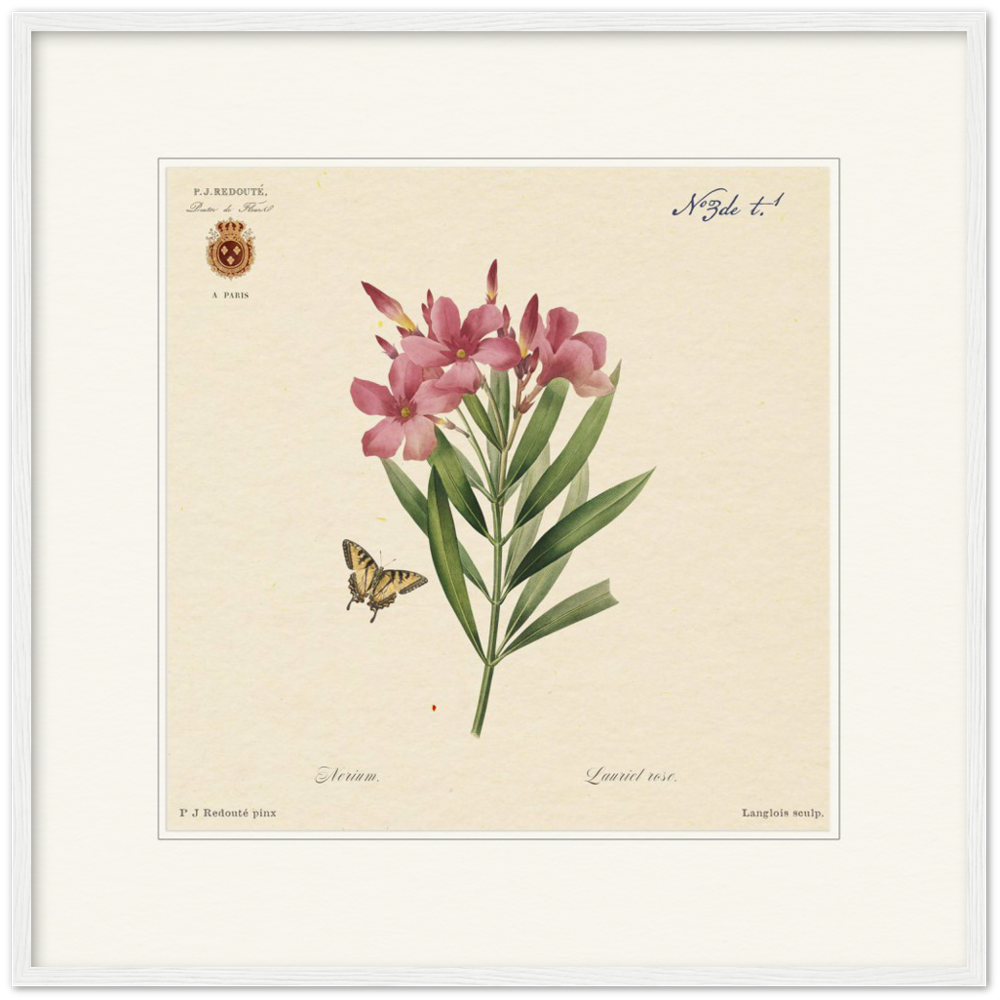 Oleander flowers by Redouté, édition classique