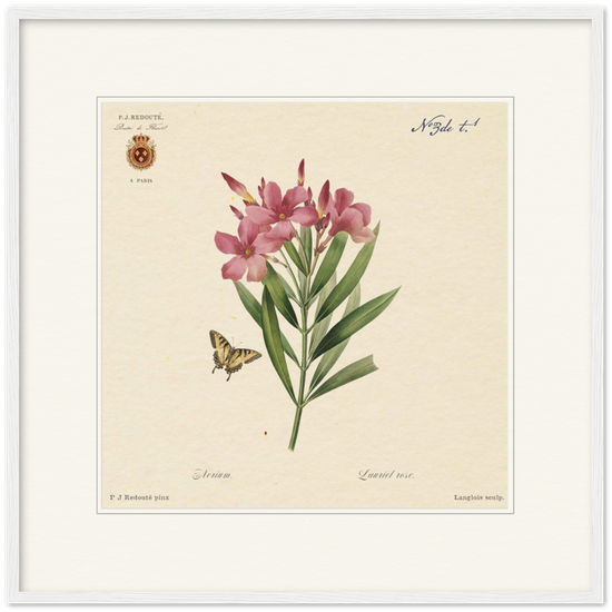 Oleander flowers by Redouté, édition classique