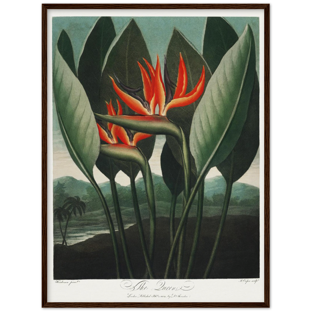The Queen plant by R.J. Thornton, 1807