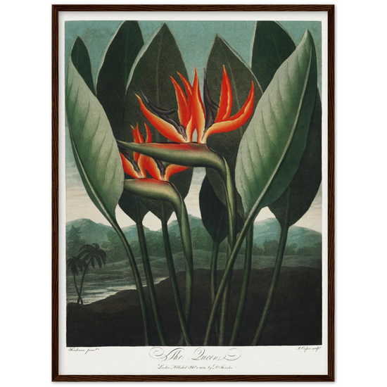 The Queen plant by R.J. Thornton, 1807