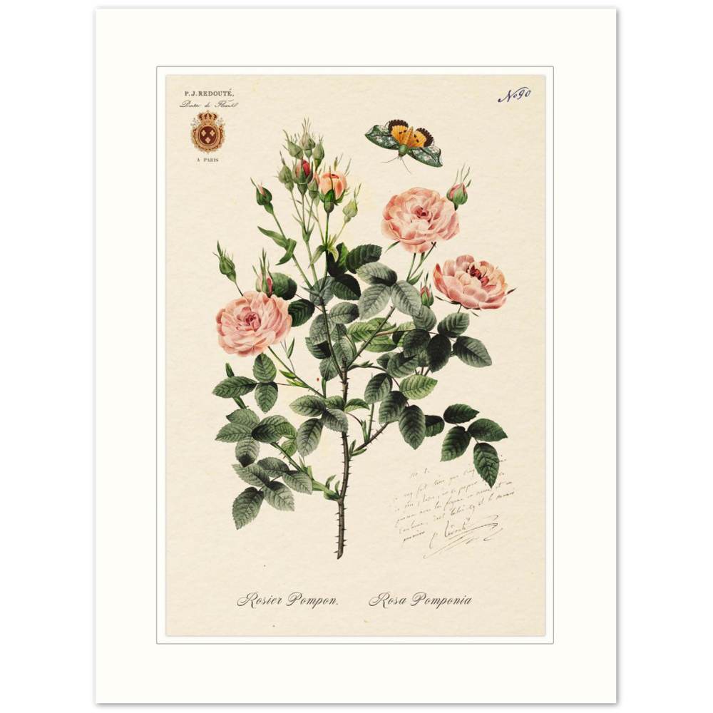 Rose Pompon by Redouté, 1824 (édition classique)