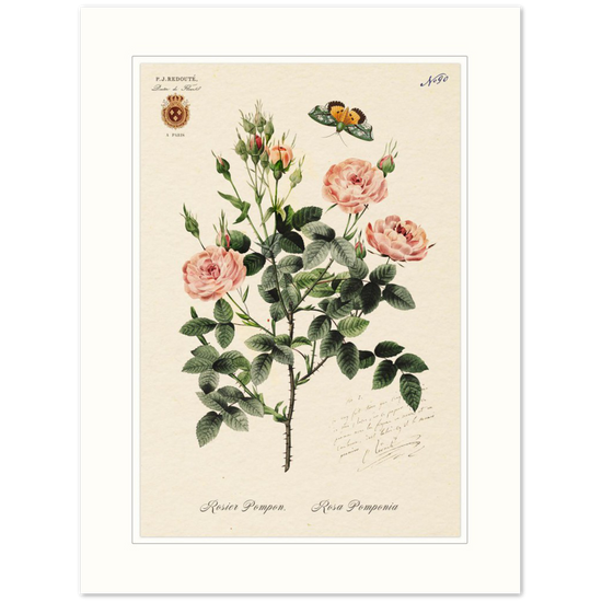 Rose Pompon by Redouté, 1824 (édition classique)