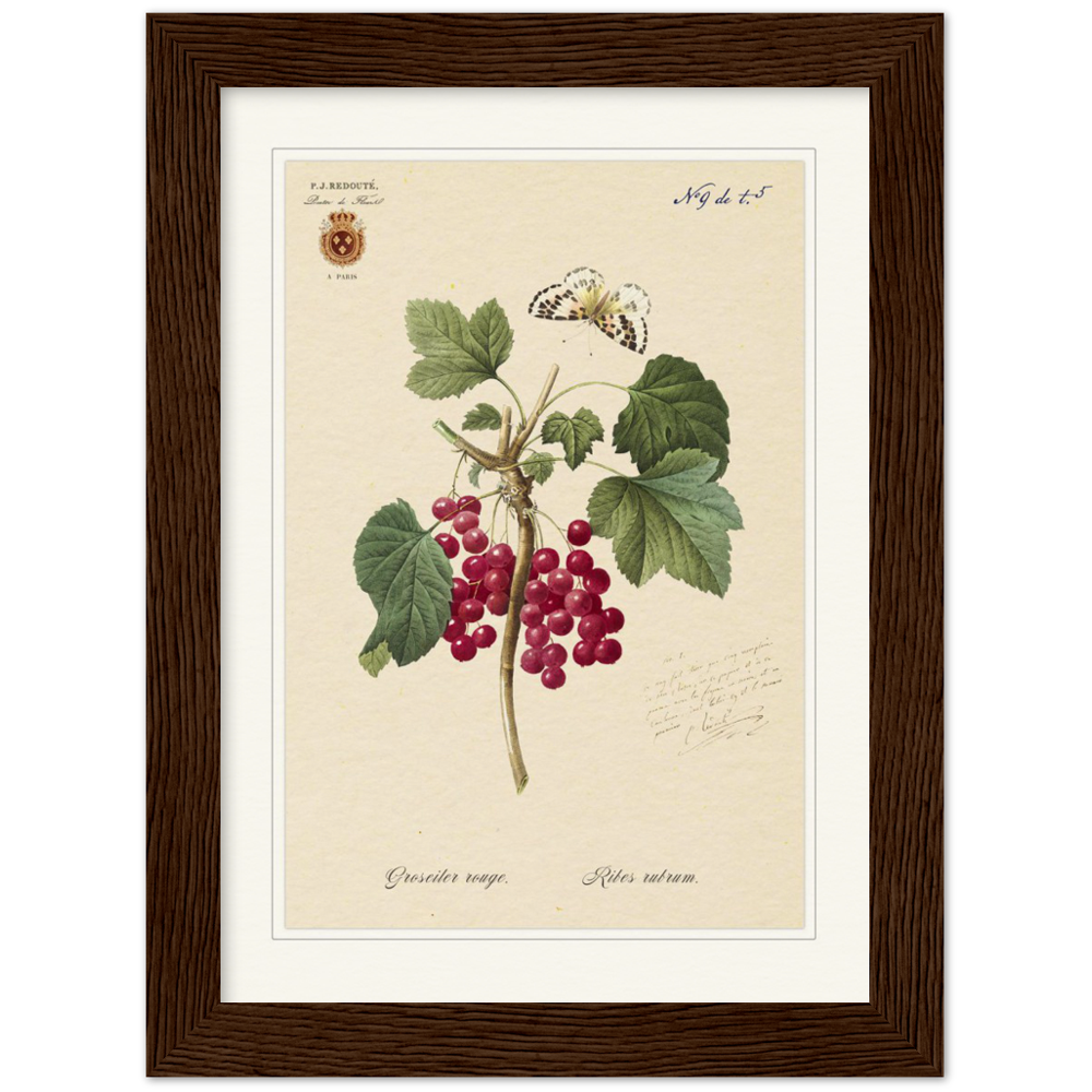 Red currant by Redoute, 1827 (édition classique)