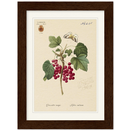 Red currant by Redoute, 1827 (édition classique)
