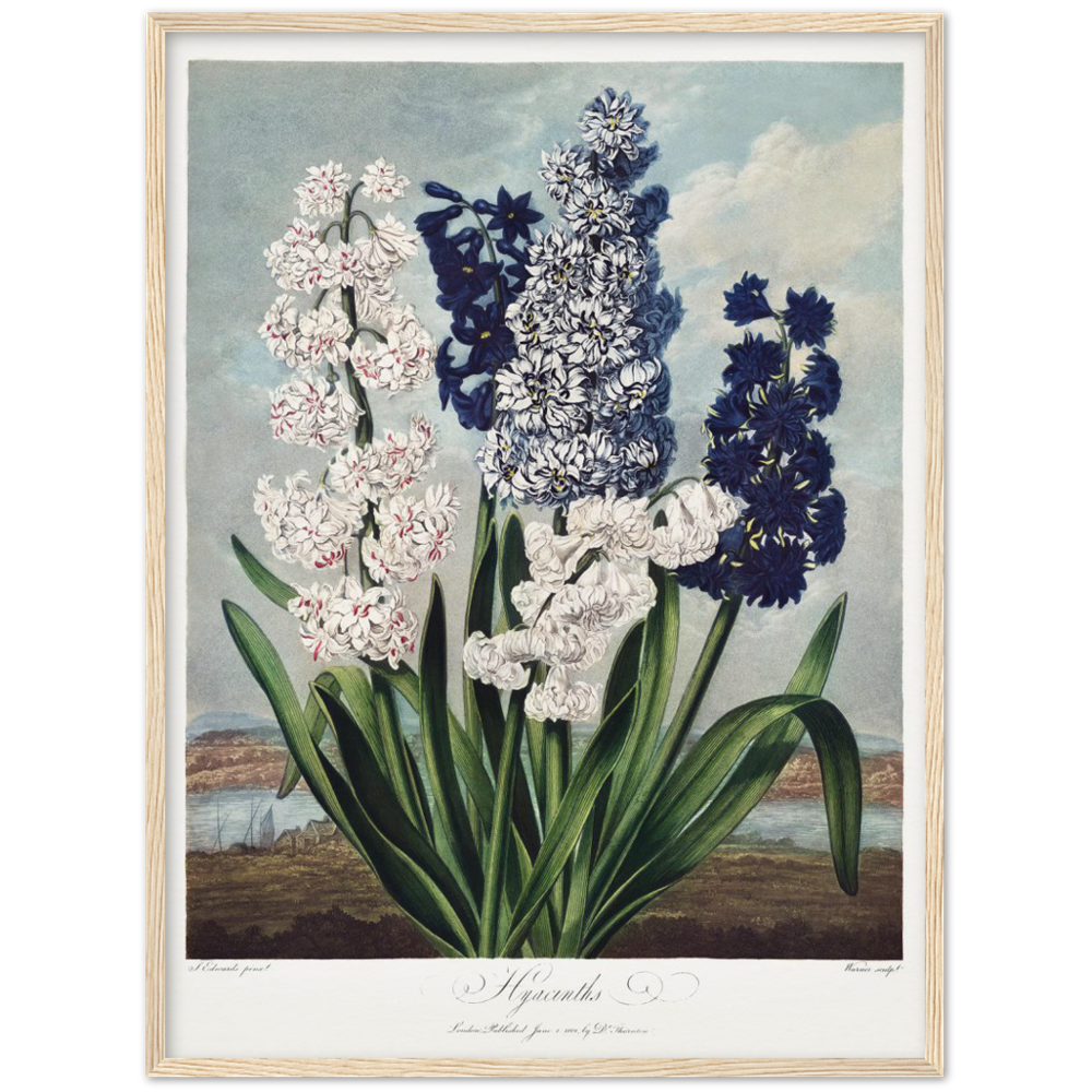 Pierre-Joseph Redouté, floral, flowers, art, wall art, flower prints, botanical, illustration, plants, roses