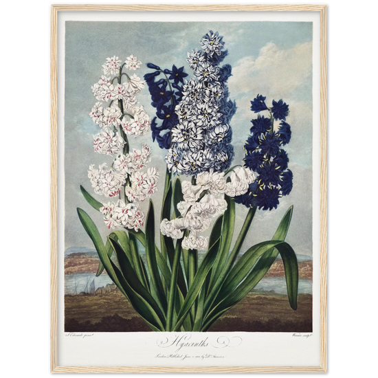 Pierre-Joseph Redouté, floral, flowers, art, wall art, flower prints, botanical, illustration, plants, roses