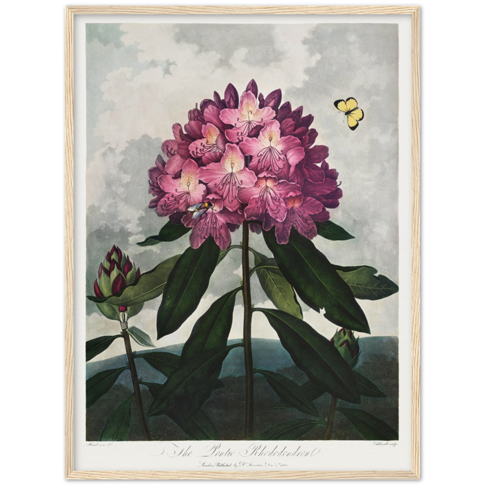 The Pontic rhododendron by R.J. Thornton, 1807
