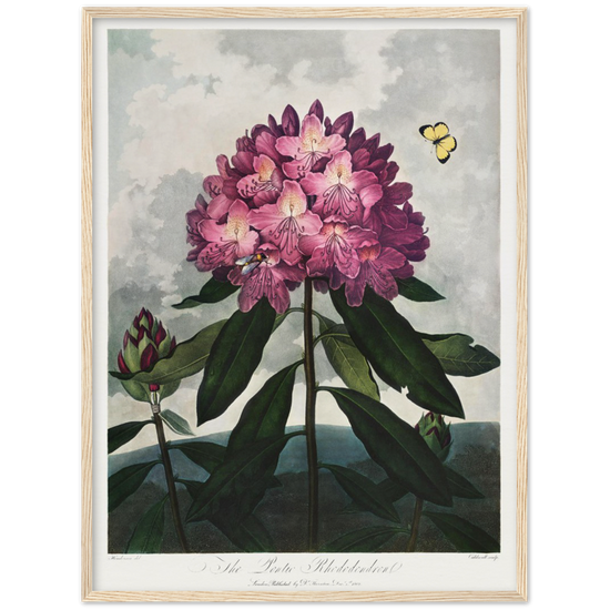 The Pontic rhododendron by R.J. Thornton, 1807