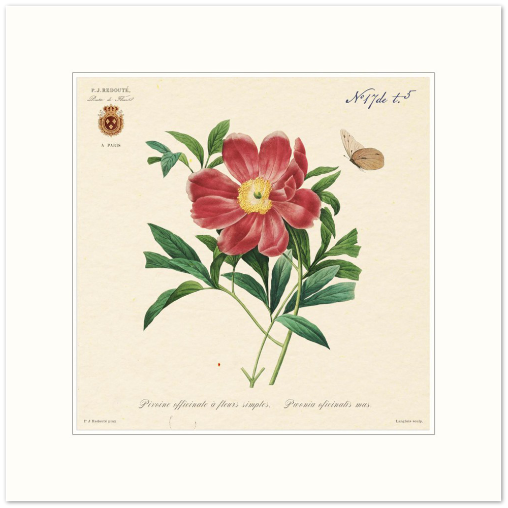 Peony by Redouté, 1827 (édition classique)