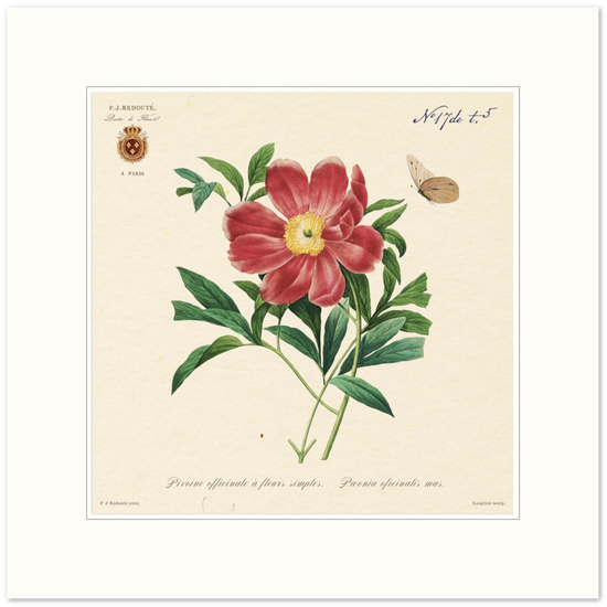 Peony by Redouté, 1827 (édition classique)