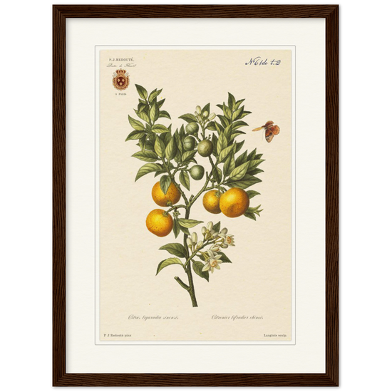 Bitter oranges by Redouté, 1834 (édition classique)