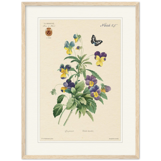 Tricolor viola by Redouté, 1834 (édition classique)