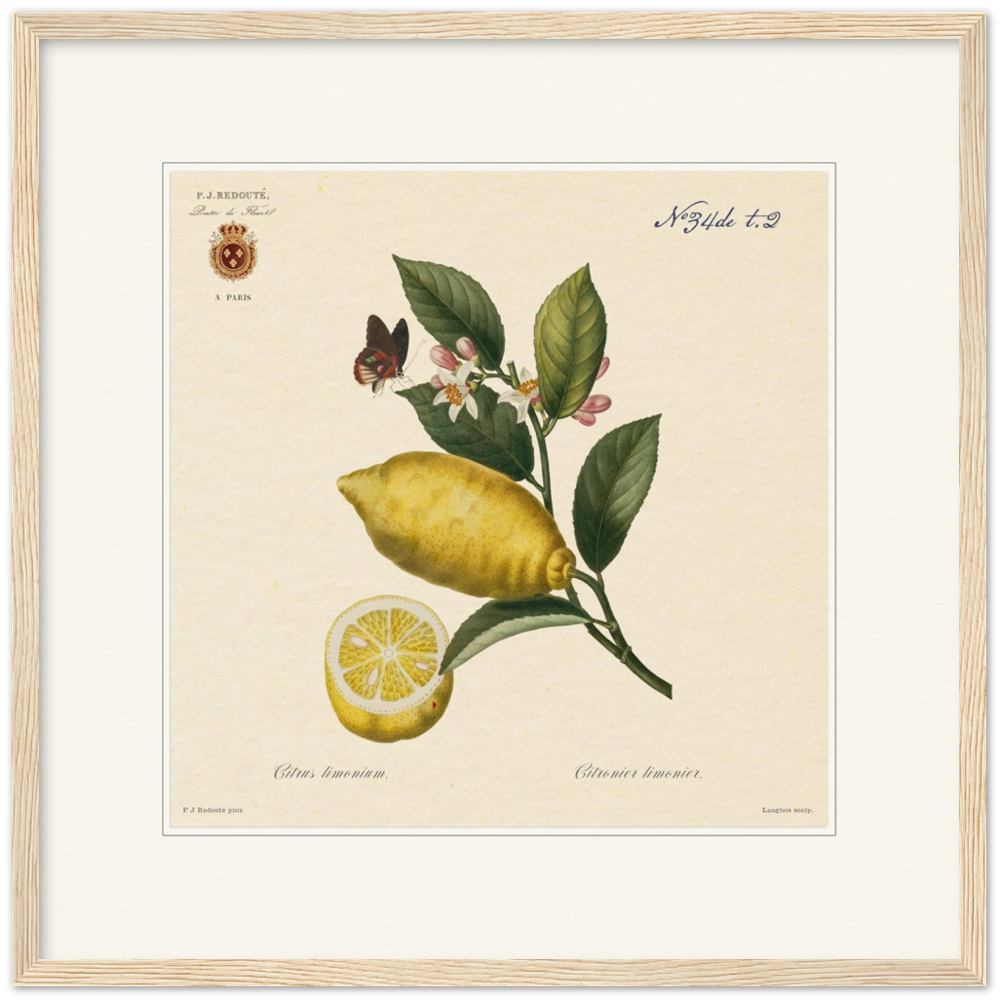 Lemon by Redouté, 1834 (édition classique)