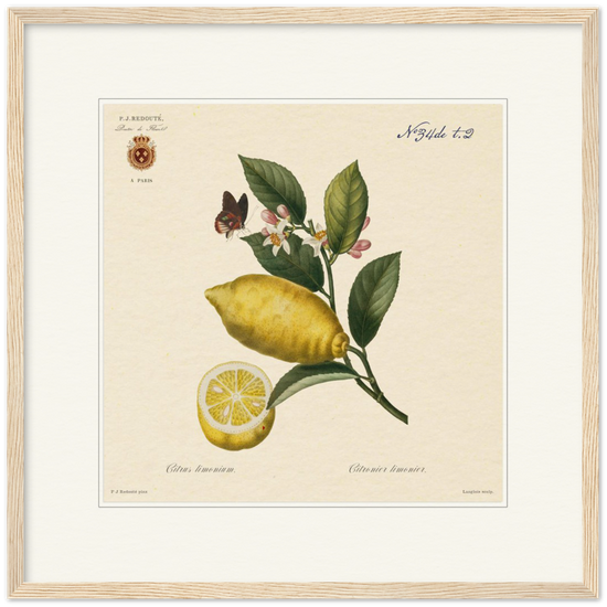 Lemon by Redouté, 1834 (édition classique)