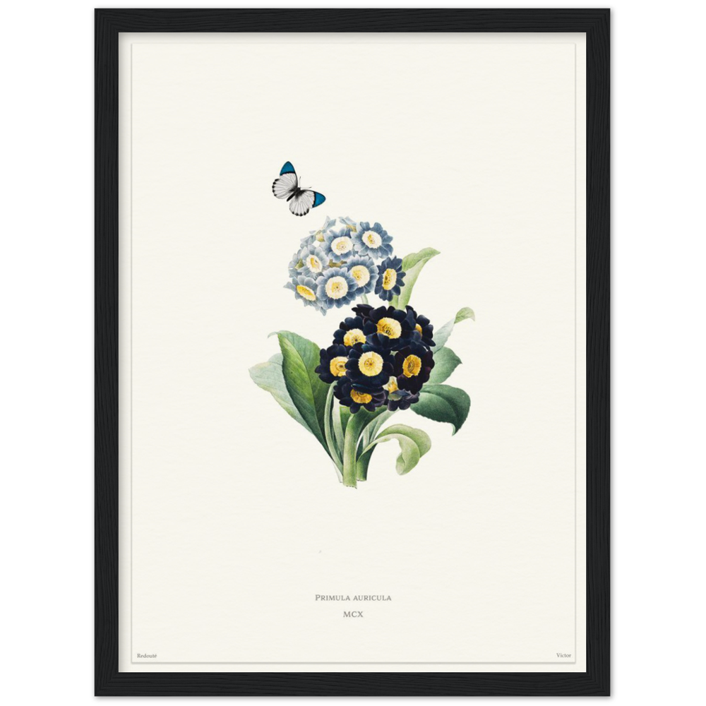 Pierre-Joseph Redouté, floral, flowers, art, wall art, flower prints, botanical, illustration, plants, roses