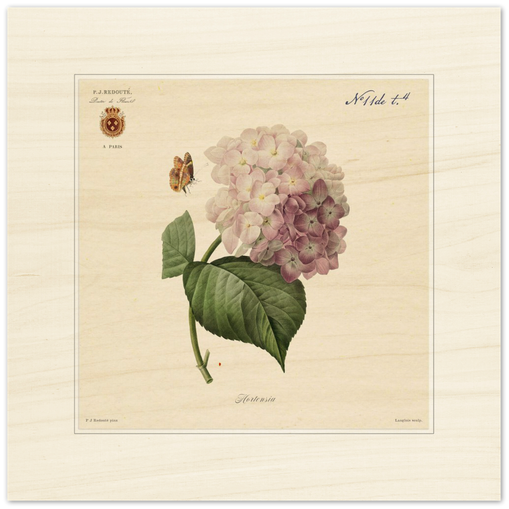 Pierre-Joseph Redouté, floral, flowers, art, wall art, flower prints, botanical, illustration, plants, roses