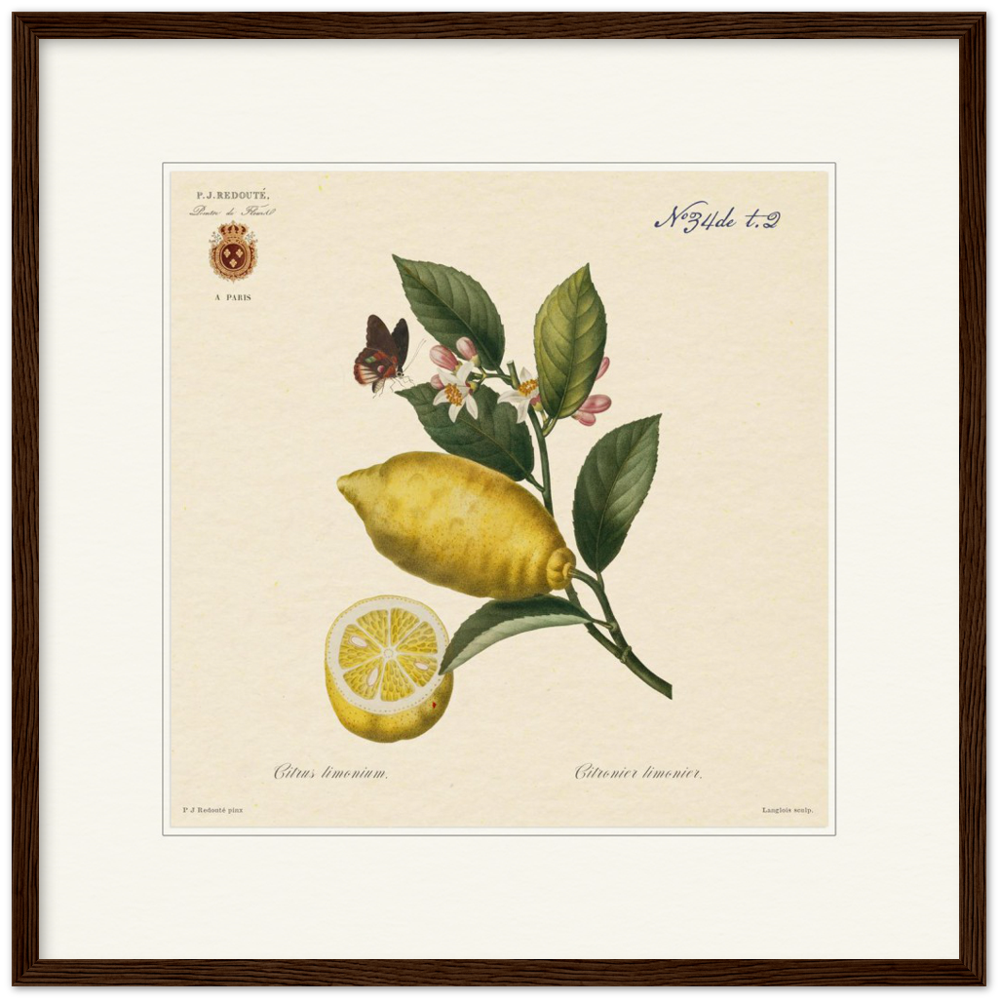 Lemon by Redouté, 1834 (édition classique)