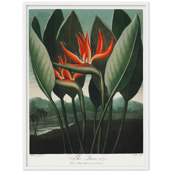 The Queen plant by R.J. Thornton, 1807