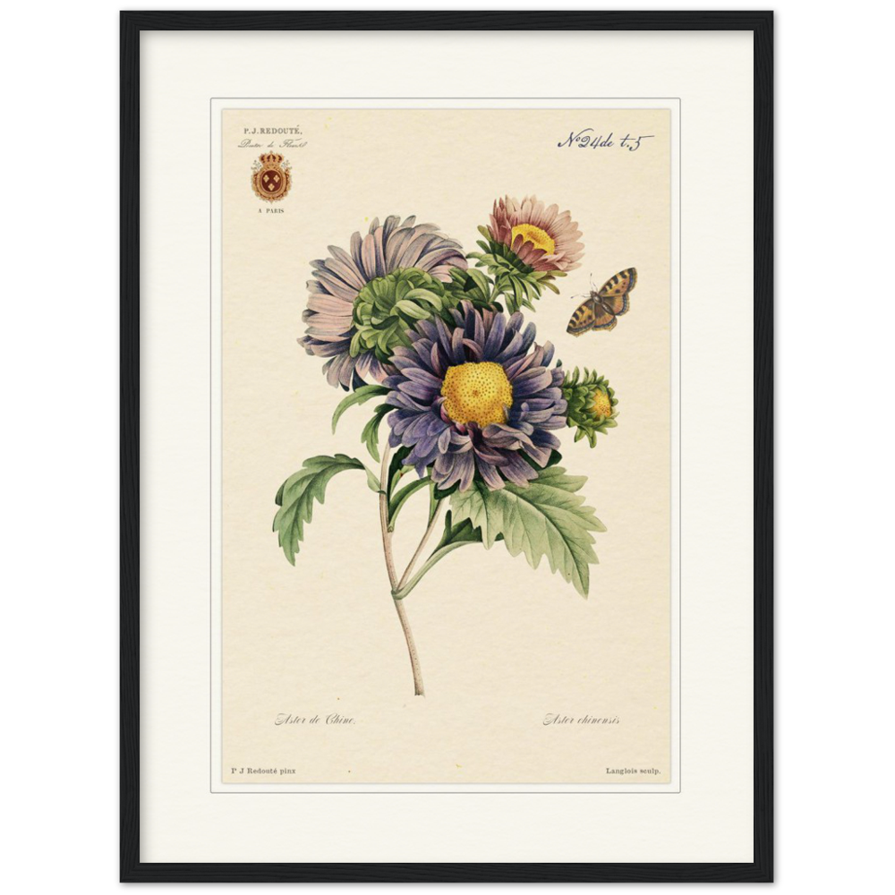 Pierre-Joseph Redouté, floral, flowers, art, wall art, flower prints, botanical, illustration, plants, roses