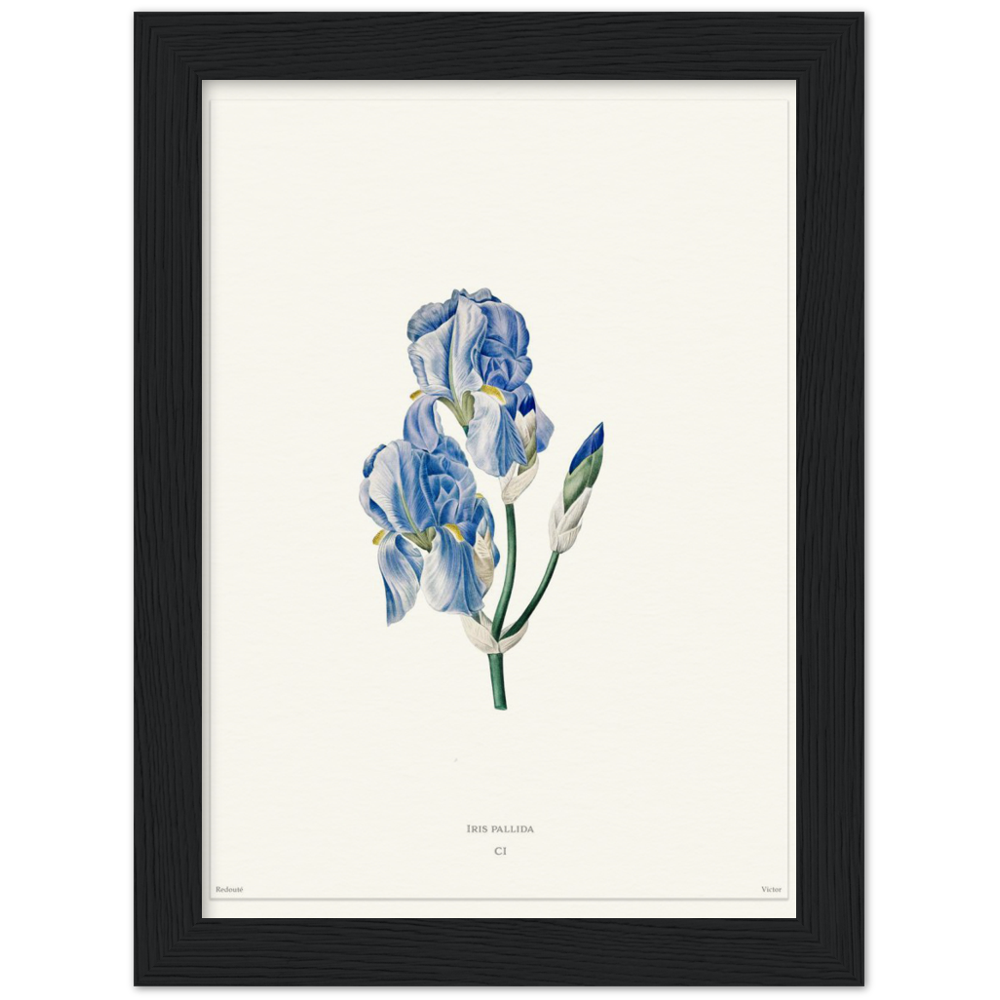 Pale iris, 1827 (édition blanc)