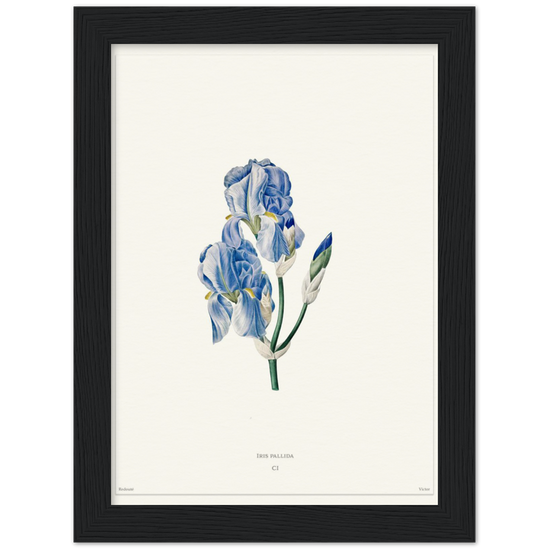 Pale iris, 1827 (édition blanc)