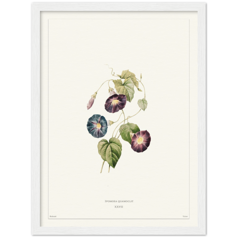 Pierre-Joseph Redouté, floral, flowers, art, wall art, flower prints, botanical, illustration, plants, roses