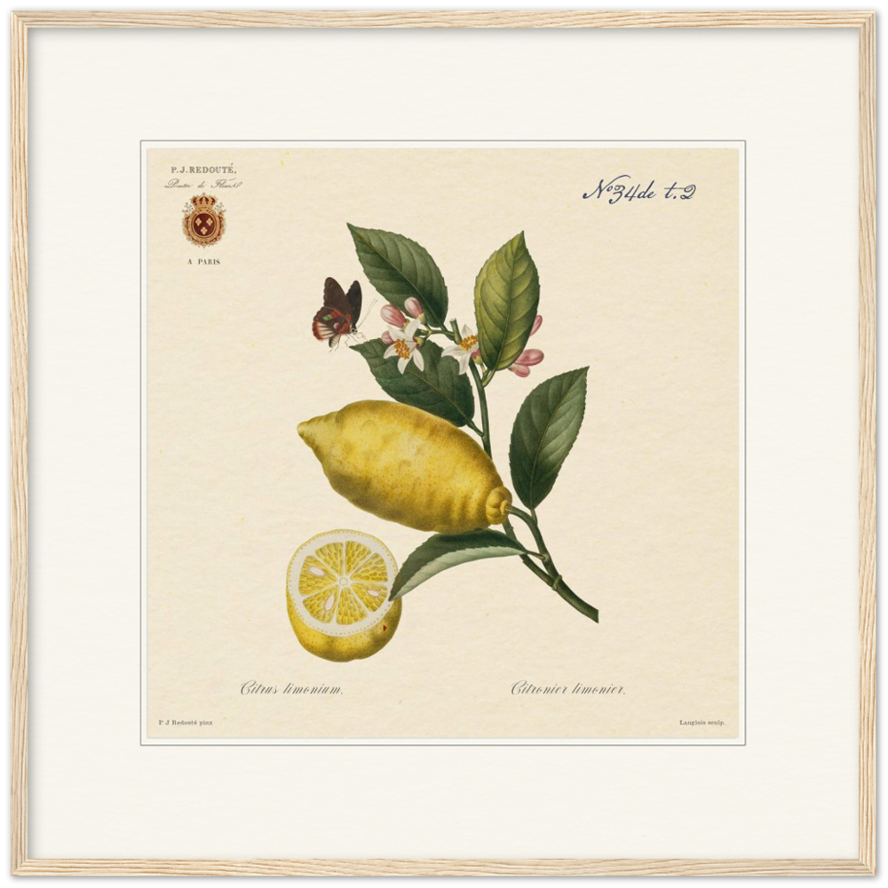 Lemon by Redouté, 1834 (édition classique)