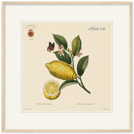 Lemon by Redouté, 1834 (édition classique)