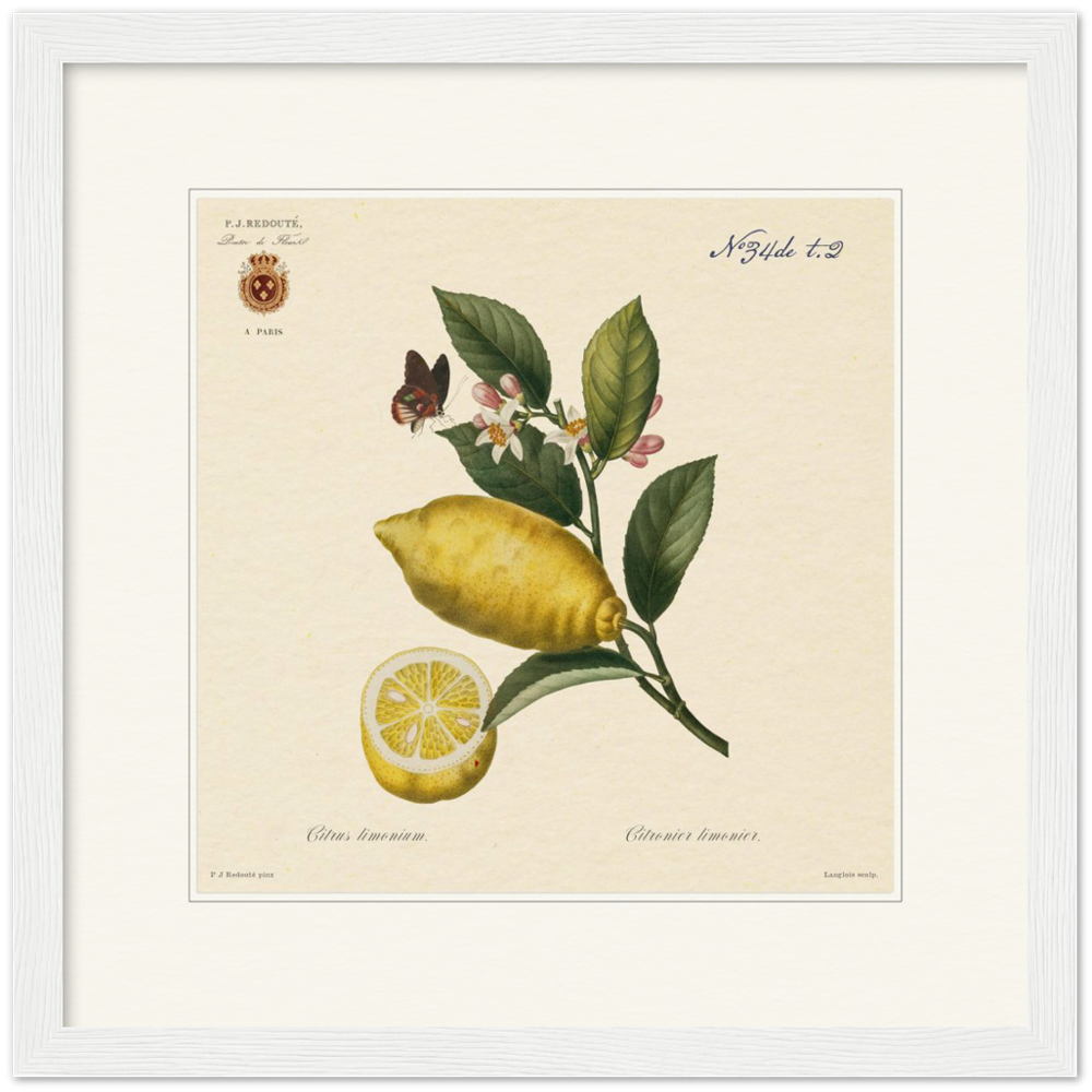 Lemon by Redouté, 1834 (édition classique)
