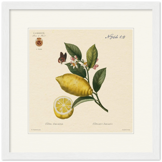 Lemon by Redouté, 1834 (édition classique)