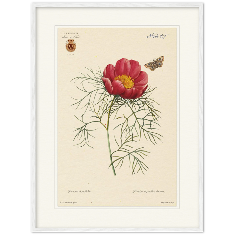 Pierre-Joseph Redouté, floral, flowers, art, wall art, flower prints, botanical, illustration, plants, roses