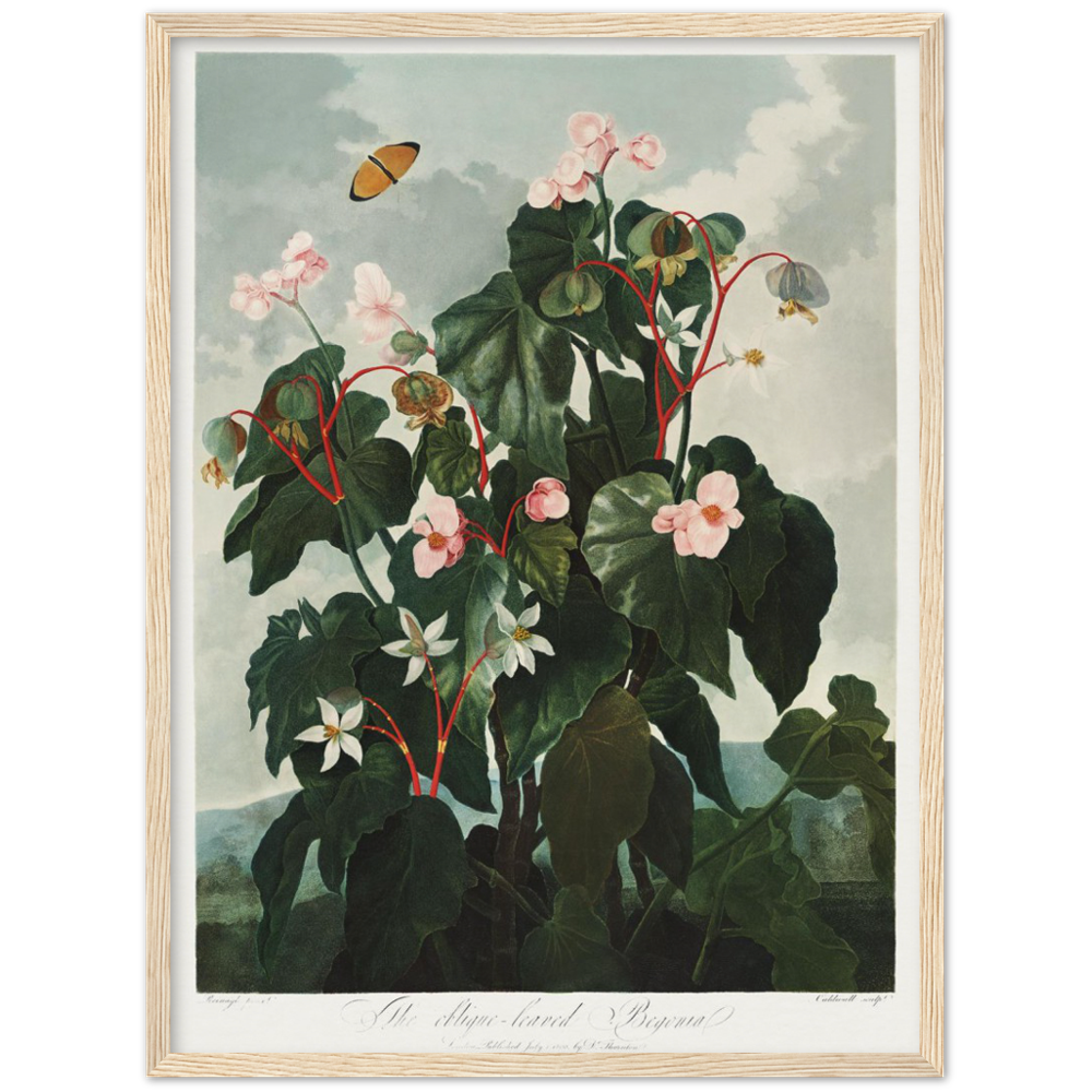 The oblique-leaved begonia by R.J. Thornton, 1807