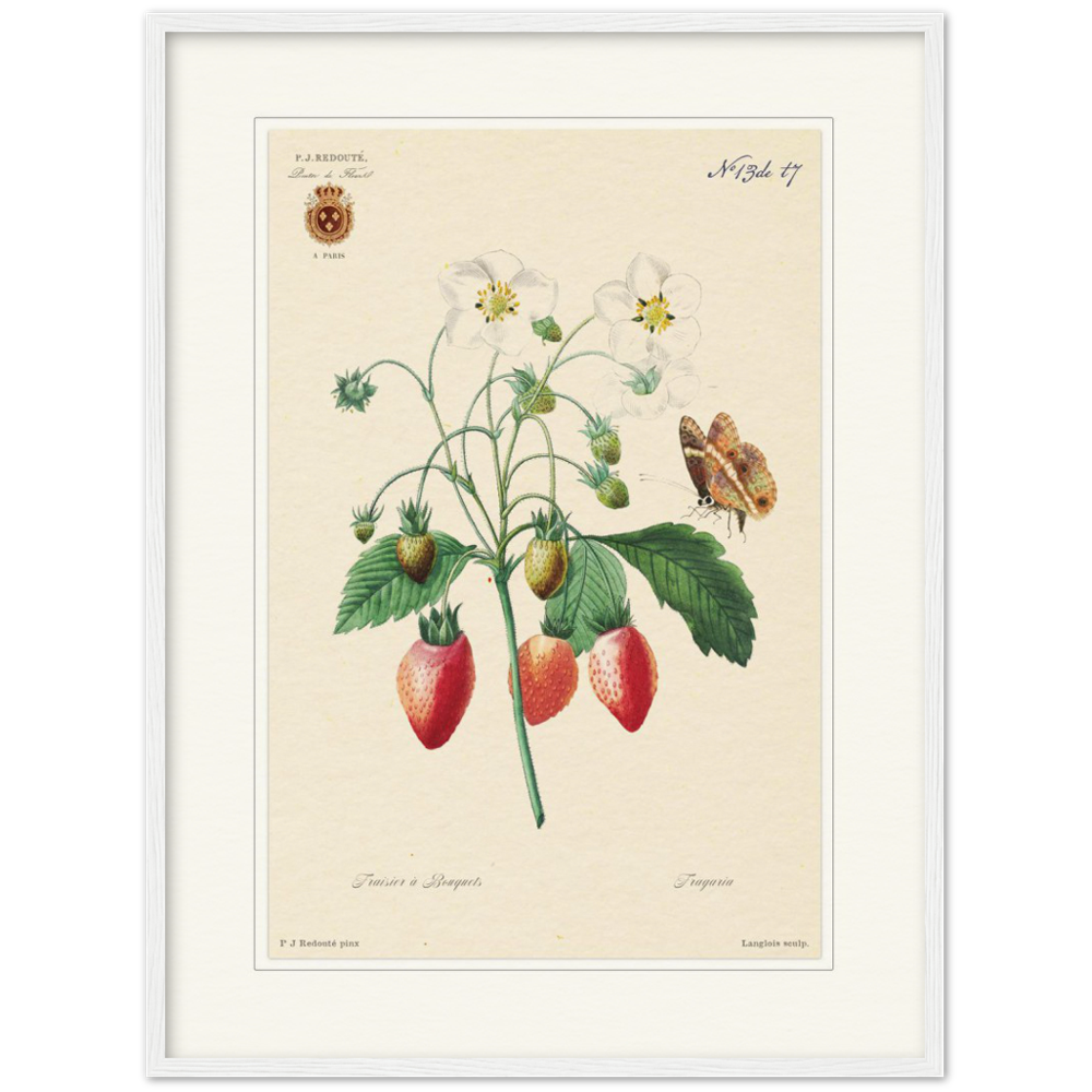 Strawberry by Redouté, 1834 (édition classique)