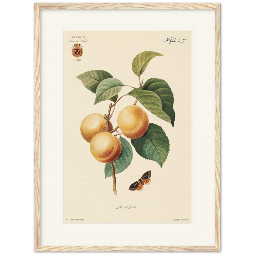 Apricot-Peaches by Redouté, 1824 (édition classique)