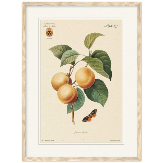 Apricot-Peaches by Redouté, 1824 (édition classique)
