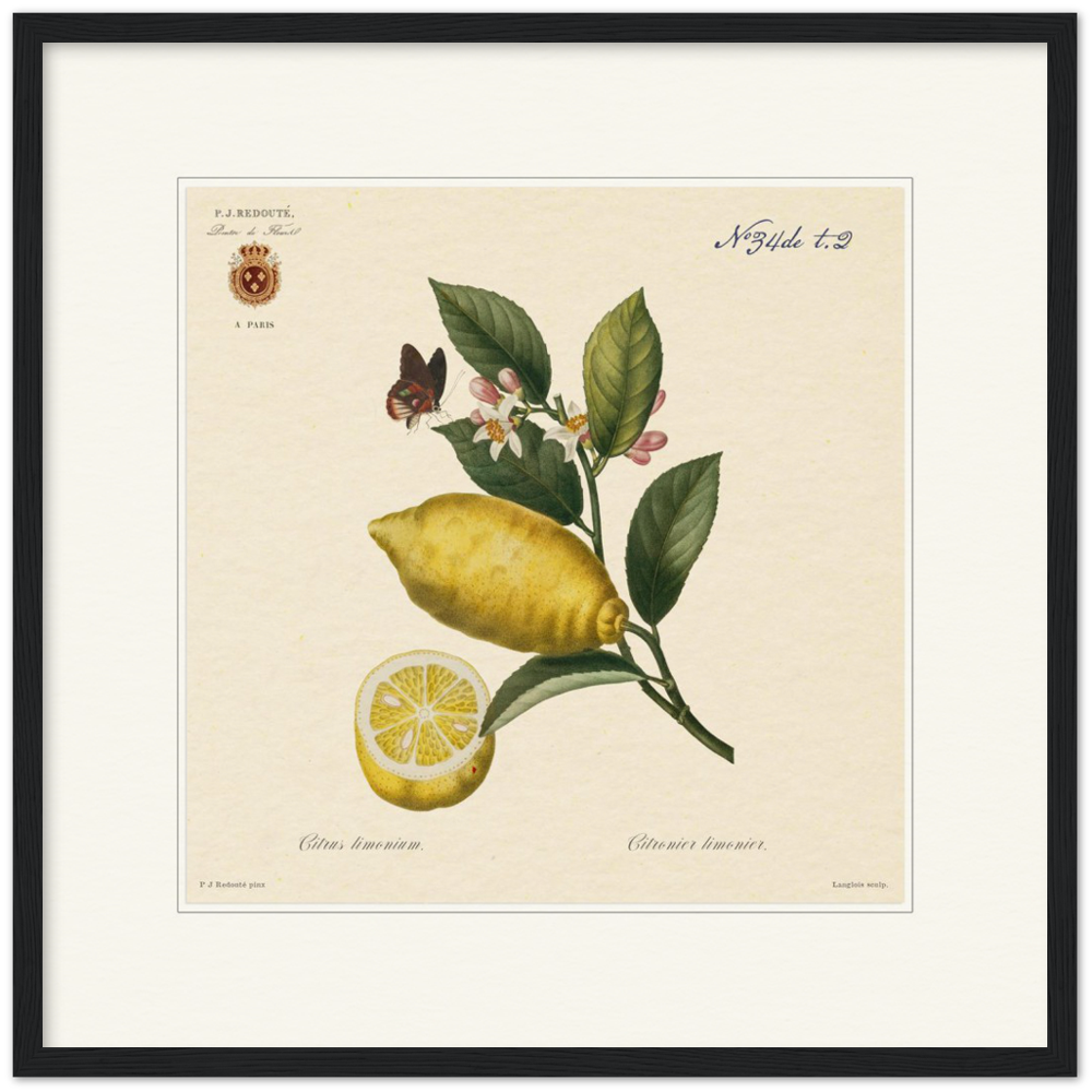 Lemon by Redouté, 1834 (édition classique)