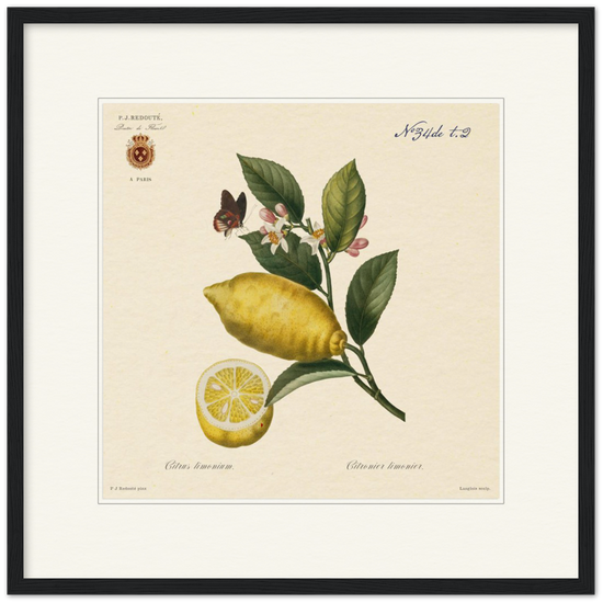 Lemon by Redouté, 1834 (édition classique)