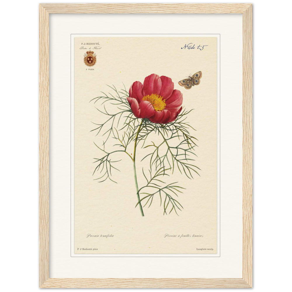 Pierre-Joseph Redouté, floral, flowers, art, wall art, flower prints, botanical, illustration, plants, roses
