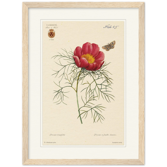 Pierre-Joseph Redouté, floral, flowers, art, wall art, flower prints, botanical, illustration, plants, roses