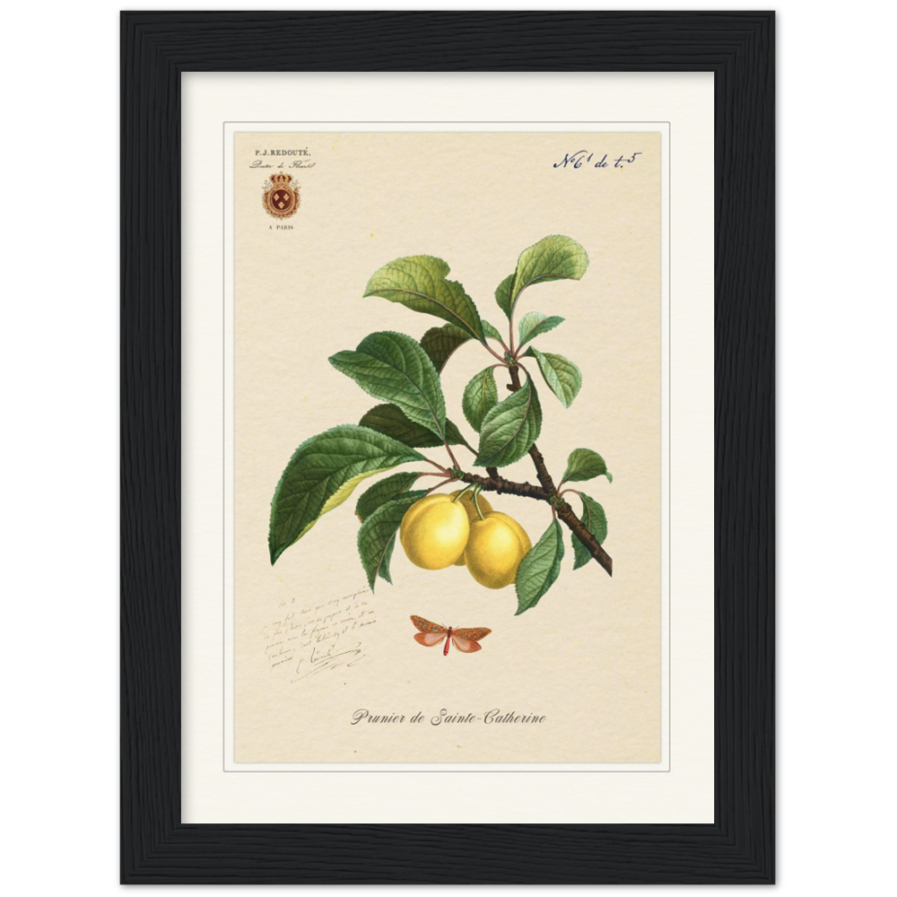 Plum of Saint Catherine, 1824 (édition classique)