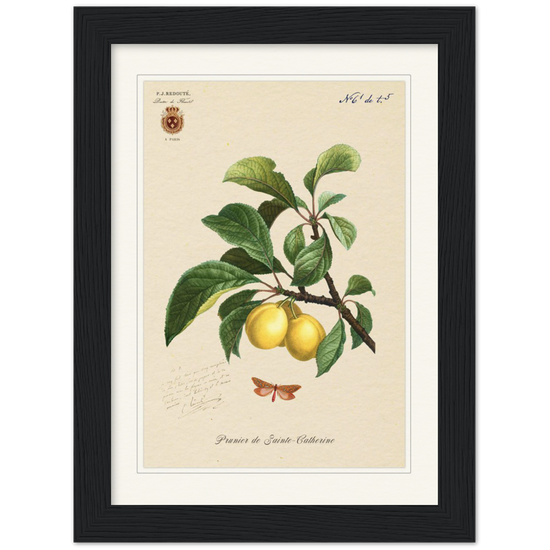 Plum of Saint Catherine, 1824 (édition classique)