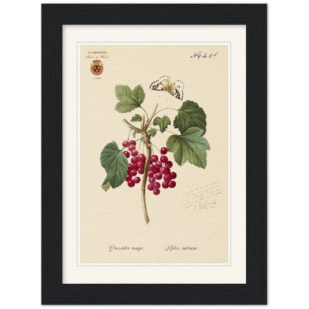 Red currant by Redoute, 1827 (édition classique)